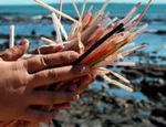 En el año 2050 habrá más popotes en el mar que peces